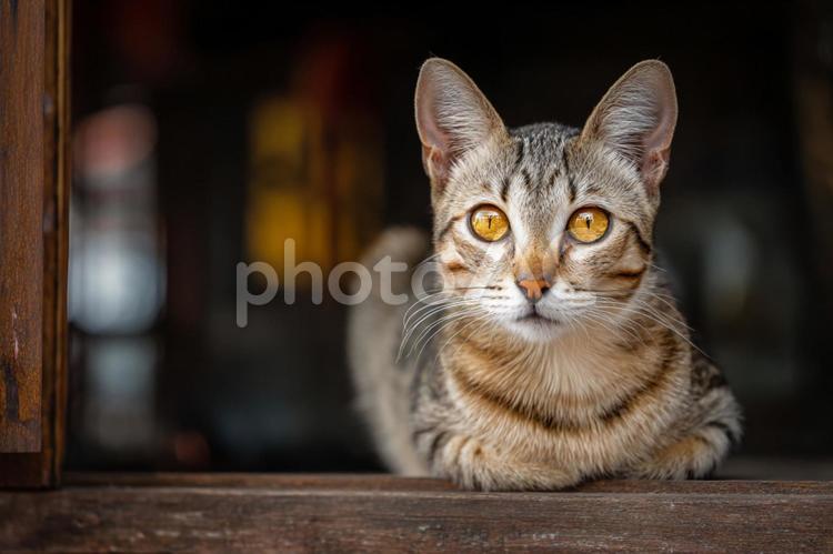 木製の窓と猫 ねこ,動物,ペットの写真素材