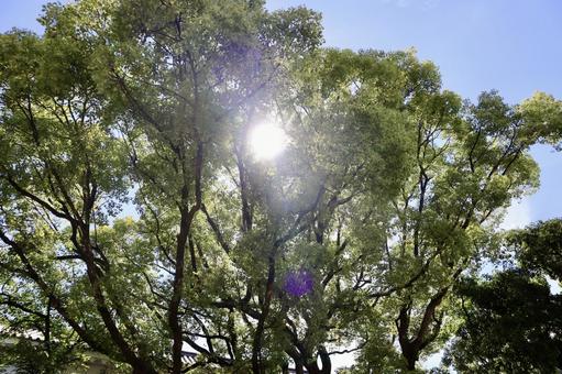 Photo, trees, dry, leaf, 
