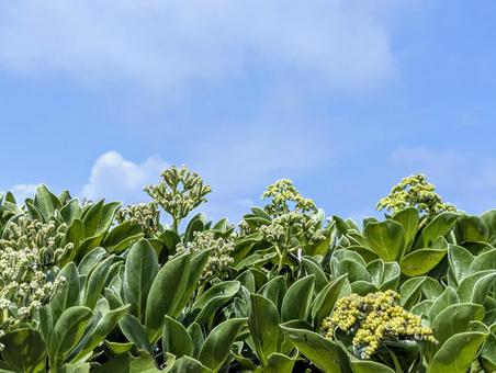 モンパノキと夏の空 植物,モンパノキ,南国の写真素材