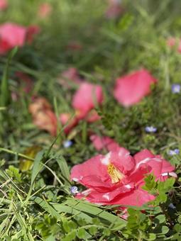 地面に落ちた赤い花 地面に落ちた赤い花 山茶花,椿,ツバキの写真素材