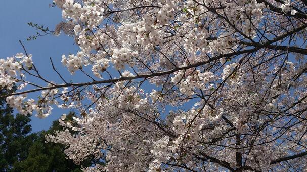 春の花・桜（ソメイヨシノ） 桜,景色,春の写真素材