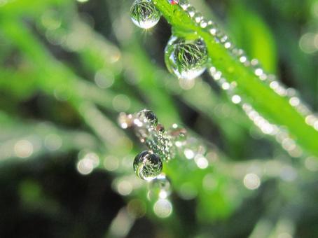 水滴と緑の葉の風景 水滴と緑の葉の風景の写真