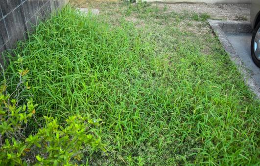 庭を覆う雑草のイメージ 雑草,草むしり,放置の写真素材