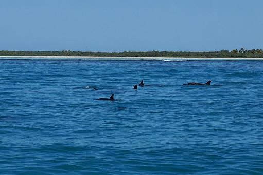 ニューカレドニア ノカンウイ島48 海豚 ニューカレドニア ノカンウイ島48 海豚の写真