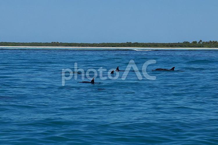 ニューカレドニア　ノカンウイ島48　海豚 ニューカレドニア,イルデパン島,ノカンウイ島の写真素材