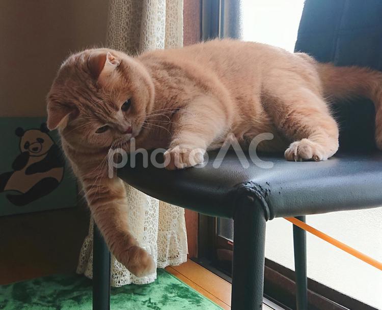 うちのネコさま　椅子の上で遊ぶ ネコ,猫,ペットの写真素材