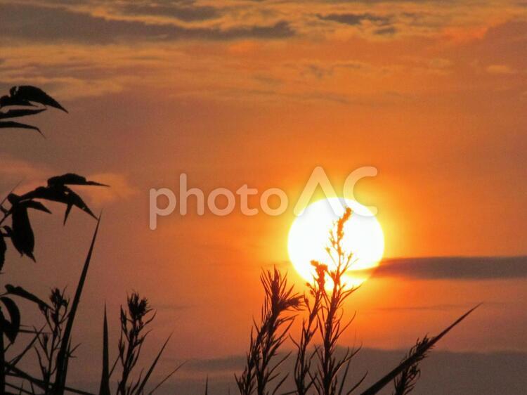 夕日と植物 夕日,太陽,夕空の写真素材