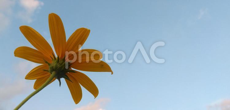 夕方のキクイモの裏側 キクイモ,花,オレンジの写真素材