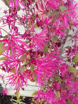 ピンクの花 ピンクの花の写真