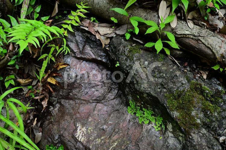 赤みを帯びた岩肌と植物 岩壁,赤鉄鉱,緑と岩の写真素材