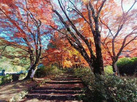 石段を彩る紅葉並木 紅葉,もみじ,紅葉狩りの写真素材