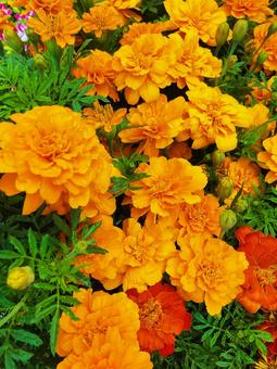 Marigold, JPG Marigold, JPG