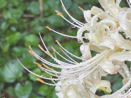 水滴をつける白い彼岸花 水滴をつける白い彼岸花の写真