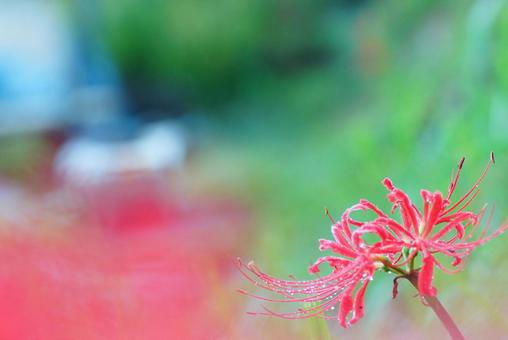 彼岸花 彼岸花 彼岸花,花,植物の写真素材