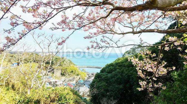 桜の風景 桜,春,春の訪れの写真素材
