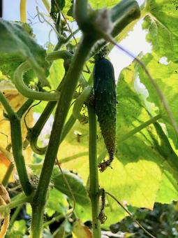 キュウリ　 胡瓜,ウリ科,キュウリ属の写真素材