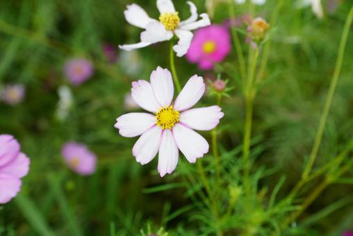 コスモスの花 コスモス,秋,花の写真素材
