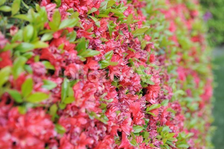 マクロ撮影 花,赤,マクロの写真素材