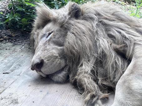 ライオン ライオン ライオン,昼寝,動物の写真素材