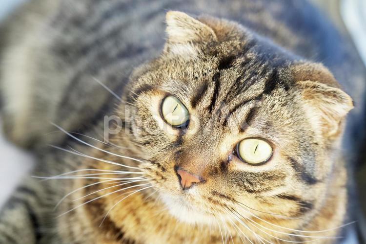 こちらを見る猫 猫,ネコ,ねこの写真素材