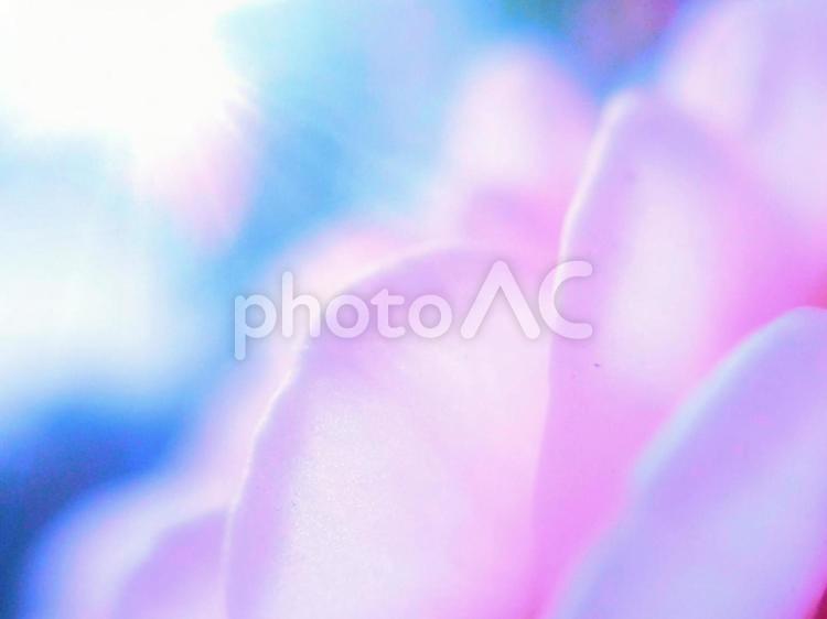 ピンクの花のマクロ撮影 花,はな,ピンクの写真素材