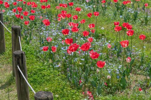 花壇に咲く赤いチューリップとネモフィラ チューリップ,ネモフィラ,赤の写真素材