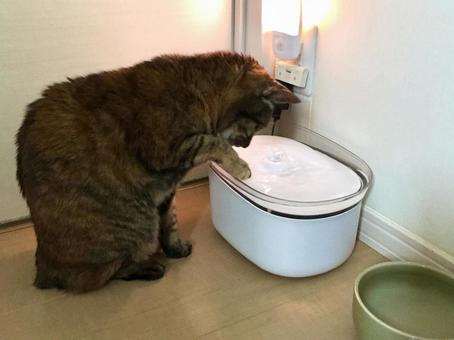 猫 猫 水飲み,水場,給水器の写真素材