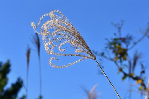ススキの穂の写真