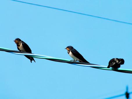 青空と燕の子 青空と燕の子 燕,燕の子,鳥の写真素材