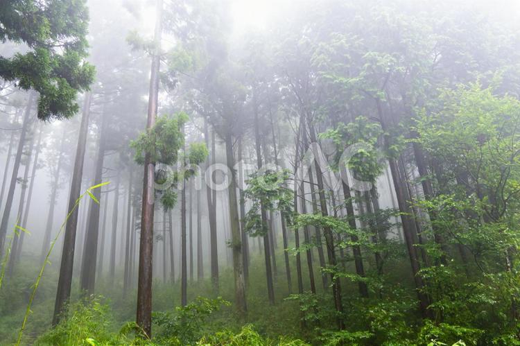 霧に包まれた森 霧,森,神秘的の写真素材