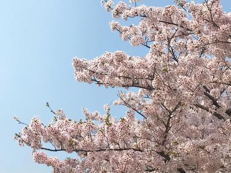 空と満開の桜2 空と満開の桜2の写真