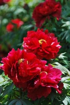 ボタンの花 ボタンの花の写真
