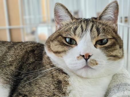 見つめる猫 見つめる猫 猫,ネコ,ペットの写真素材