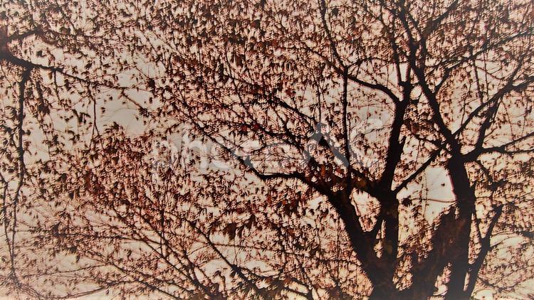 大ぶりの桜(セピア) 桜,サクラ,さくらの写真素材