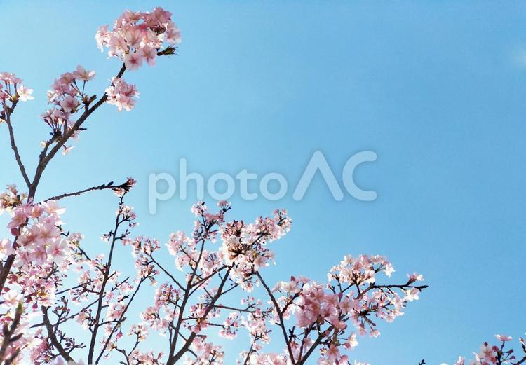 青空とピンクの桜背景素材 桜,サクラ,桜と空の写真素材