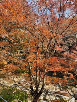 autumn leaves, JPG autumn leaves, JPG