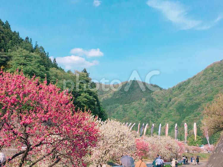 梅と山と鯉のぼり 梅,自然,梅林の写真素材