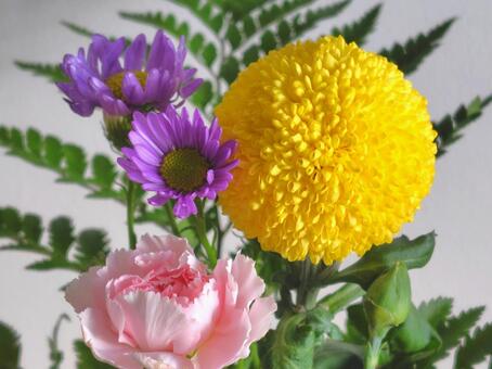 スプレーマム_ポンポン咲きほか_5 スプレーマム,ポンポン咲き,イエローの写真素材