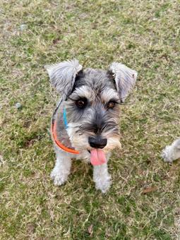 あっかんべーするワンコ 犬,わんこ,犬科の写真素材