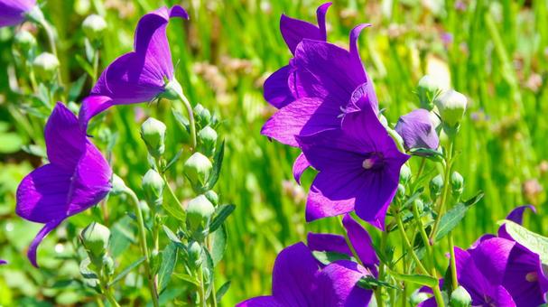 ききょうの花(桔梗) ききょうの花(桔梗) 桔梗,花,キキョウの写真素材