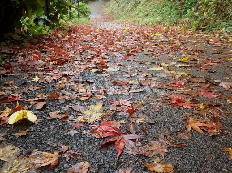濡れた落ち葉 落ち葉,秋,山の写真素材