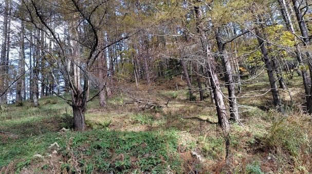 森林 木,道路,砂利道の写真素材