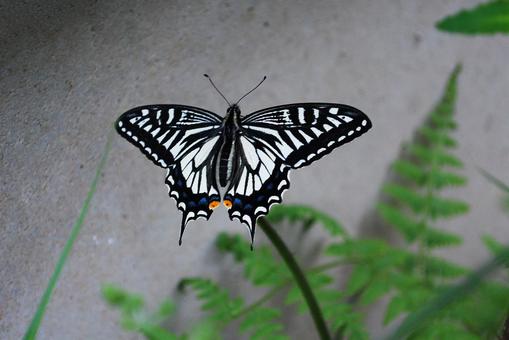 ワラビの上で羽を広げるアゲハ蝶 ワラビの上で羽を広げるアゲハ蝶の写真