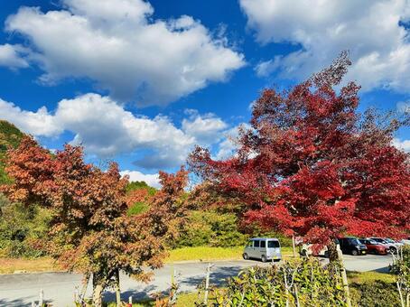 秋の神鍋高原　秋　紅葉 イチョウ,秋,紅葉の写真素材