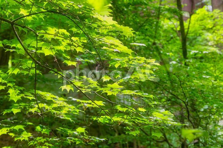 健康的な森の風景 森林浴,楓,森の写真素材