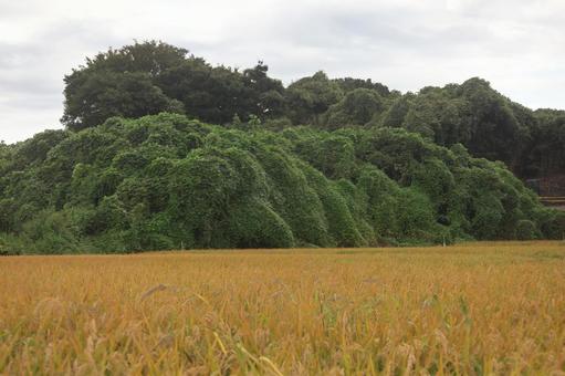 実りある稲穂 実りある稲穂 稲穂,季節,花の写真素材