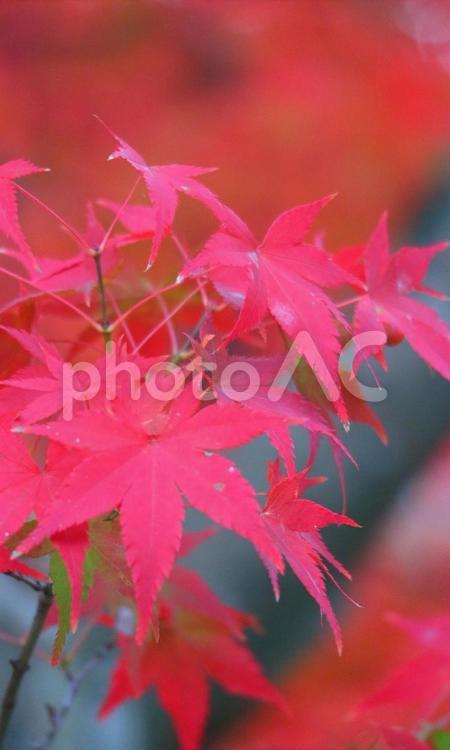秋のイメージ 秋,紅葉,風景の写真素材