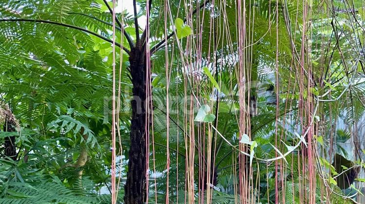 自然のカーテン 東山動植物園,植物園,花の写真素材