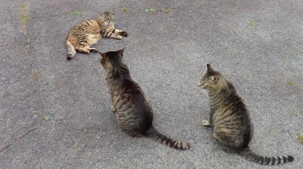 集会の開始を待つもふもふな猫様たち 集会の開始を待つもふもふな猫様たちの写真