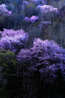 早朝の山桜 早朝の山桜の写真